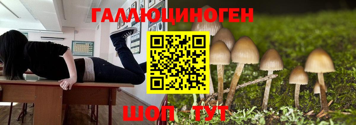 Геленджик  Галлюциногенные грибы GOLDEN TEACHER  Вход с VPN 